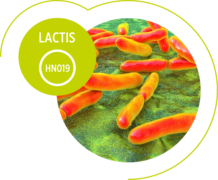 LACTIS-HN019@2x